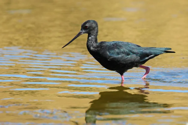 Kara Stil Yeni Zelanda Nın Nadir Nesli Tükenmekte Olan Kuşu — Stok fotoğraf