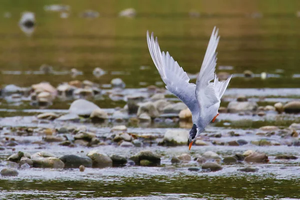 Zwarte Stern Met Voorhoofd Nieuw Zeeland — Stockfoto