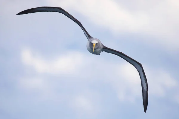 Bullerův Albatros Letu Pobřeží Nového Zélandu — Stock fotografie