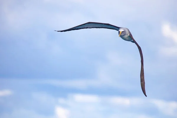 Buller Albatros Tijdens Vlucht Nieuw Zeeland — Stockfoto