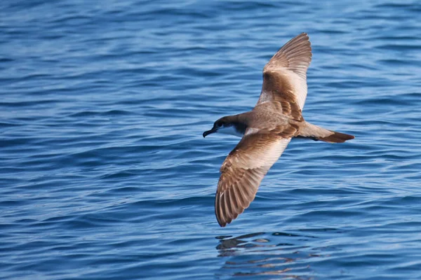 Shearwater Buller Volo Nuova Zelanda — Foto Stock