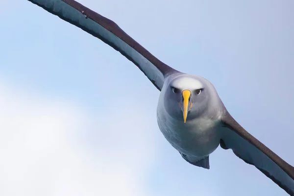 Närbild Bullers Albatross Flygning Nya Zeeland — Stockfoto