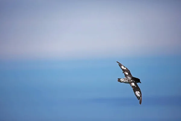 Ακρωτήριο Petrel Και Γαλανός Ουρανός Θαλάσσιο Πουλί Της Νέας Ζηλανδίας — Φωτογραφία Αρχείου