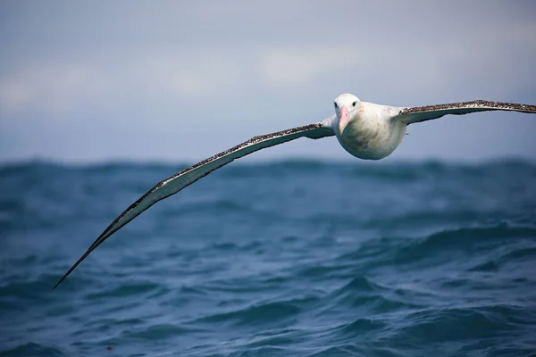 Primo Piano Dell Albatro Reale Meridionale Volo Nuova Zelanda — Foto Stock