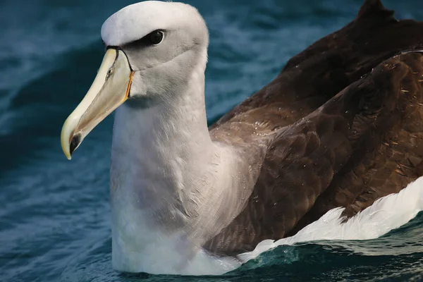 Närbild White Capped Albatross Nya Zeeland — Stockfoto