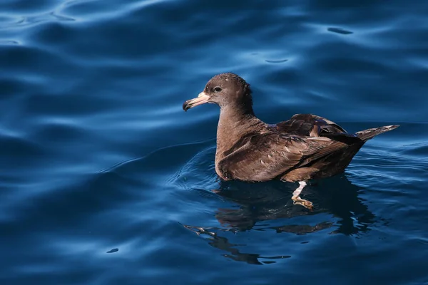 Shearwater Dai Piedi Carne Nuotare Nelle Acque Della Nuova Zelanda — Foto Stock