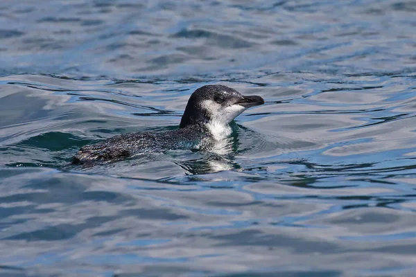 Little Penguin New Zealand Waters — Stock Photo, Image