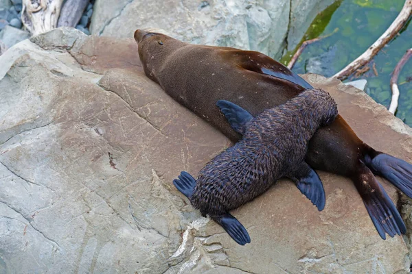 Nuova Zelanda Pelliccia Foca Cucciolo Succhiare Latte Materno — Foto Stock