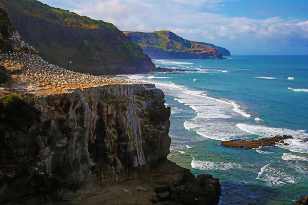 Costa Nueva Zelanda Con Colonia Alcatraces — Foto de Stock