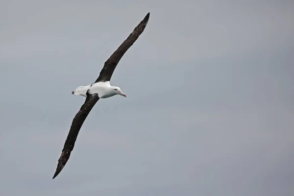 Nordlig Kungsalbatross Flygning Utanför Nya Zeelands Kust — Stockfoto