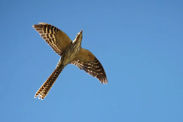 Pacific Long Tailed Cuckoo Flight New Zealand — Stock Photo, Image