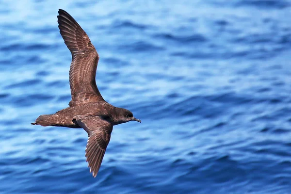 Kortstjärtat Klippvatten Flygning Utanför Nya Zeelands Kust — Stockfoto