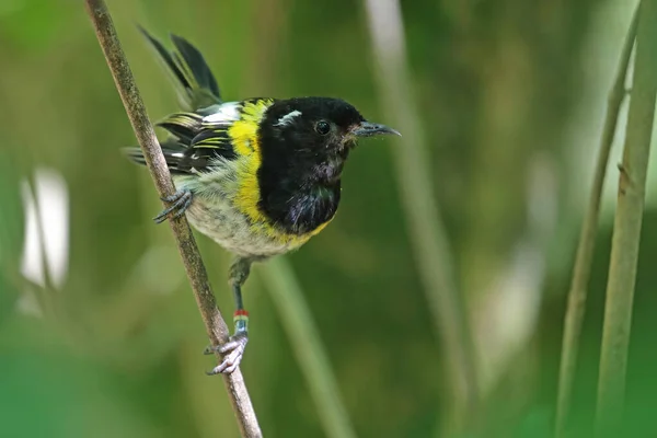 Stitchbird Ενδημικό Πτηνό Της Νέας Ζηλανδίας — Φωτογραφία Αρχείου