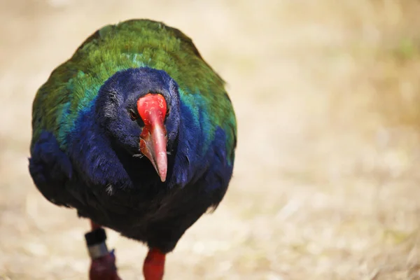 Takahe Περπάτημα Προς Την Κάμερα Νέα Ζηλανδία — Φωτογραφία Αρχείου