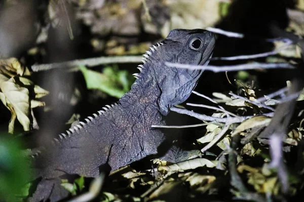 Tuatara Lagarto Endémico Nueva Zelanda —  Fotos de Stock