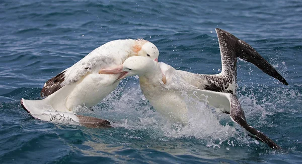 Dwa Południowe Królewskie Albatrosy Walczące — Zdjęcie stockowe