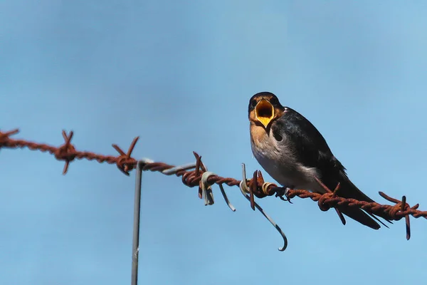 Welcome swallow calling while perched on barbed wire