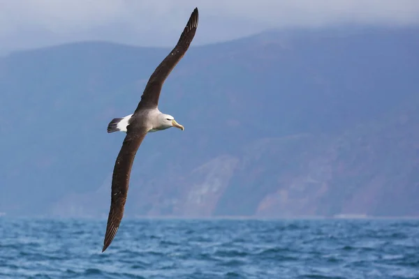 Albatros Capa Blanca Vuelo Frente Costa Nueva Zelanda — Foto de Stock