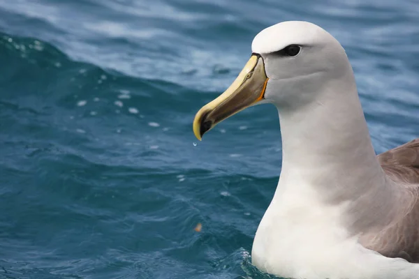 Vitkantad Albatross Vatten Nya Zeeland — Stockfoto
