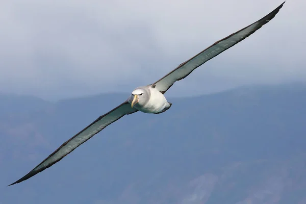 Fehér Sapkás Albatrosz Szárnyalva Zélandi Vizeken — Stock Fotó