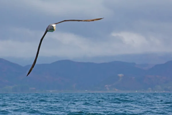 Albatroz Branco Voando Largo Costa Nova Zelândia — Fotografia de Stock