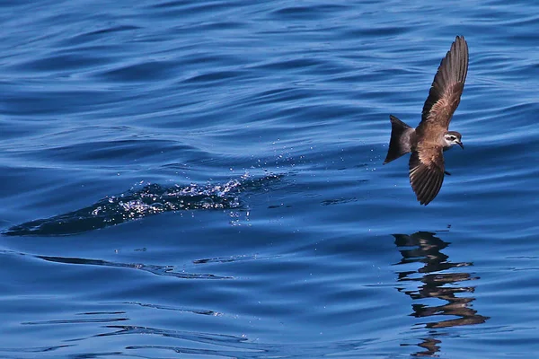 White Faced Storm Petrel Taking Water New Zealand — Stock Photo, Image