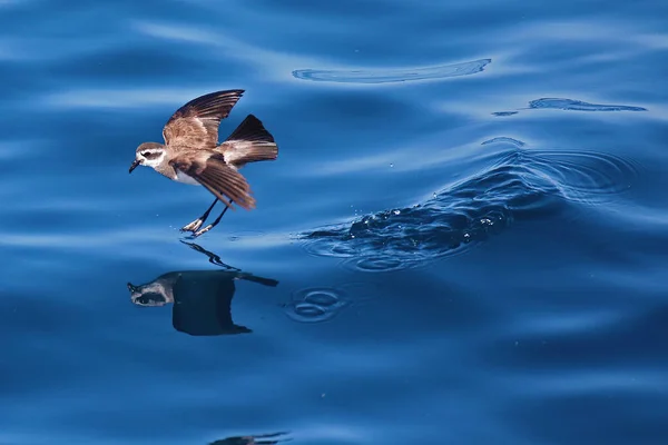 Witkopstormvogels Stuiteren Nieuw Zeelandse Wateren — Stockfoto
