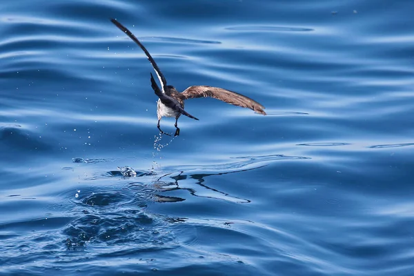 Witkopstormvogels Dansen Nieuw Zeelandse Wateren — Stockfoto