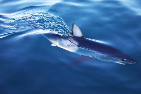 ปลาฉลาม Mako ายน าบนพ — ภาพถ่ายสต็อก