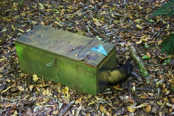 Ferret Tué Par Piège Nouvelle Zélande Nombreuses Aires Protégées Nouvelle Photo De Stock