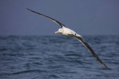 Güney kraliyet albatrosu Yeni Zelanda 'da uçuyor.