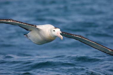 Güney kraliyet albatrosu Yeni Zelanda suları üzerinde uçuyor