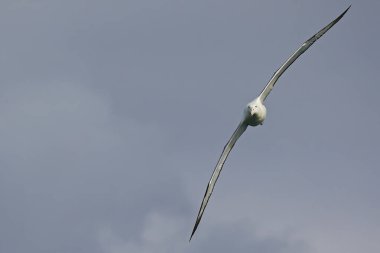 Güney kraliyet albatrosu, Yeni Zelanda