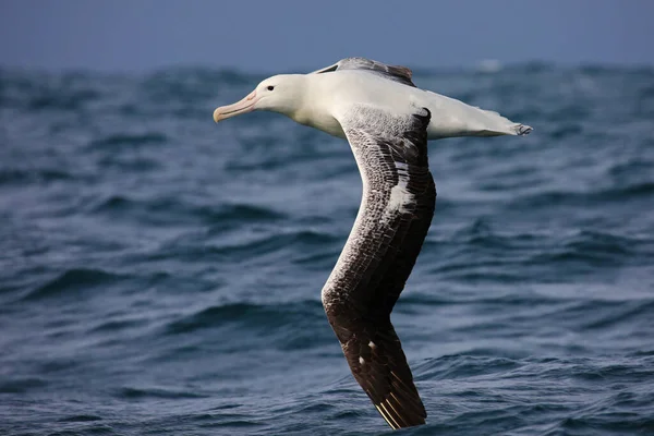 Південний Королівський Альбатрос Пролітає Над Новозеландськими Водами — стокове фото