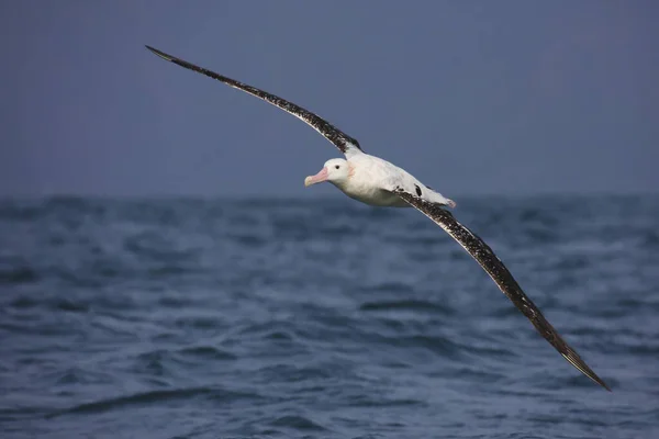 Södra Kungliga Albatross Flygning Nya Zeeland — Stockfoto