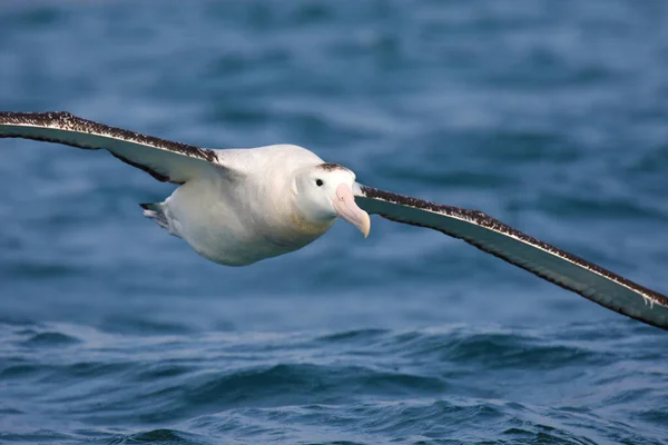 Sydlig Kungsalbatross Flygning Över Nya Zeelands Vatten — Stockfoto