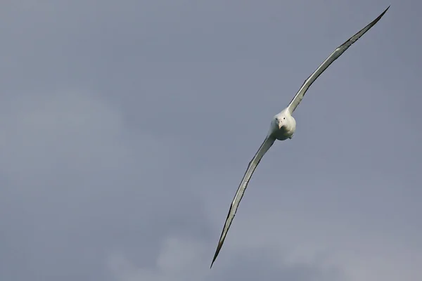 Jižní Královský Albatros Nový Zéland — Stock fotografie