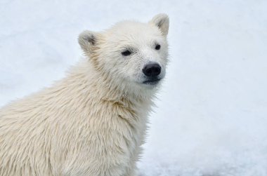 Bir kutup ayısının portresi..