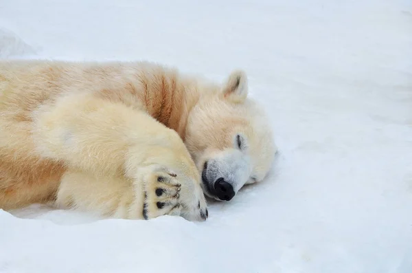 雪の中でホッキョクグマが眠る — ストック写真