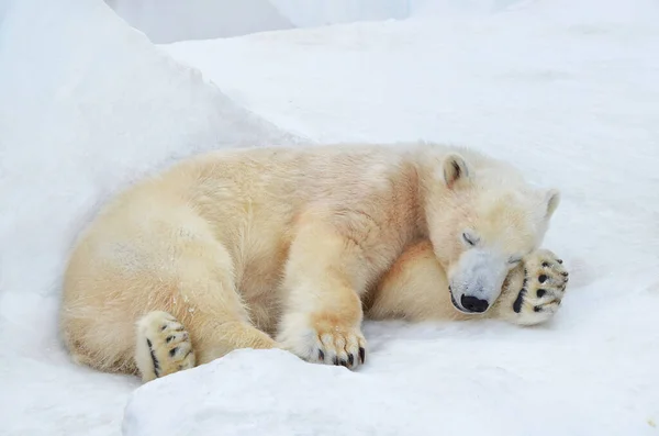 雪の中でホッキョクグマが眠る — ストック写真