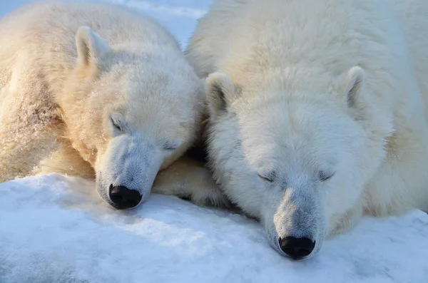 Een Ijsbeer Slaapt Sneeuw — Stockfoto