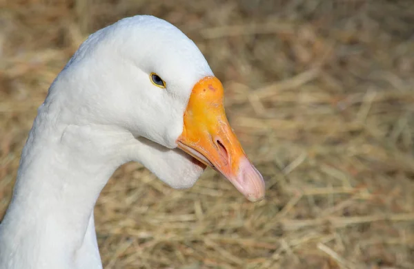 Portrait Goose Close — Stock Photo, Image