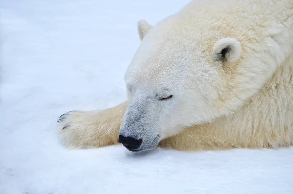 Полярний Ведмідь Спить Снігу — стокове фото