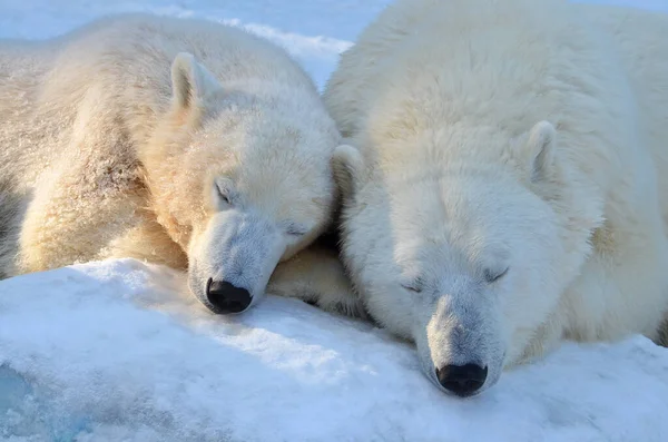 A polar bear sleeps in the snow.