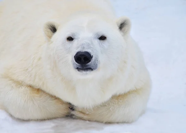 Ritratto Orso Polare Primo Piano — Foto Stock