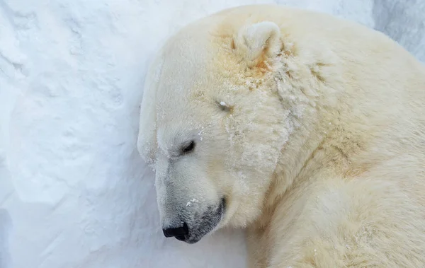 Полярний Ведмідь Спить Снігу — стокове фото