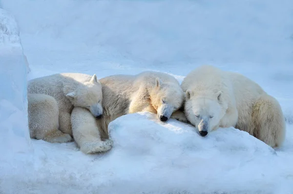 Ijsbeer Welpen Slapen Sneeuw — Stockfoto