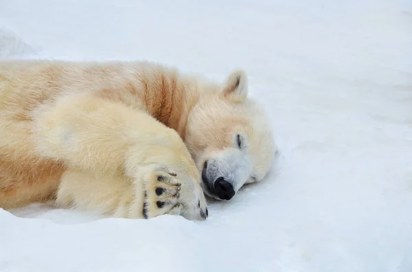 Oso Polar Duerme Nieve Imagen de archivo