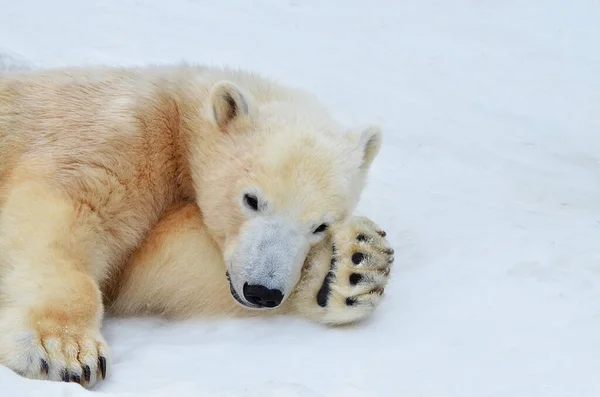 Orso Polare Giace Nella Neve — Foto Stock