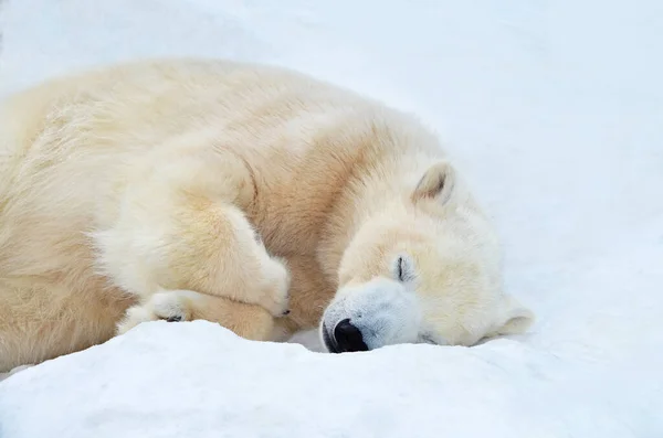 Oso Polar Duerme Nieve Fotos de stock libres de derechos